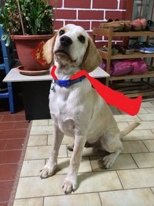 Mars - Golden Retriever + Cocker Spaniel Dog