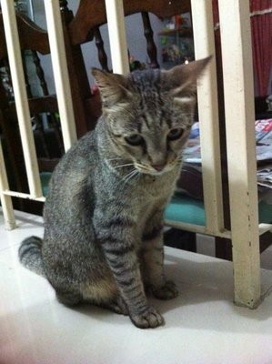 Amee - Domestic Short Hair Cat