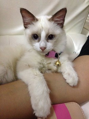 Abee - Persian + Turkish Angora Cat