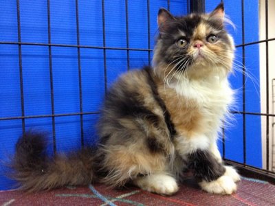 Amanda Of Cherry Berry - Persian Cat