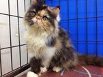Amanda Of Cherry Berry - Persian Cat