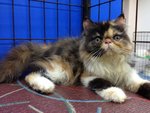 Amanda Of Cherry Berry - Persian Cat