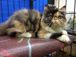 Amanda Of Cherry Berry - Persian Cat
