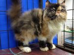 Amanda Of Cherry Berry - Persian Cat