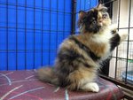 Amanda Of Cherry Berry - Persian Cat