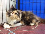 Amanda Of Cherry Berry - Persian Cat