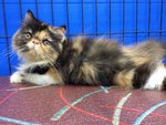 Amanda Of Cherry Berry - Persian Cat