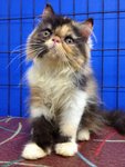 Amanda Of Cherry Berry - Persian Cat