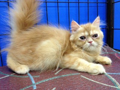 Kaka - Persian Cat