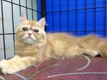 Kaka - Persian Cat