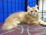 Kaka - Persian Cat