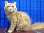 Kaka - Persian Cat