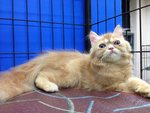 Kaka - Persian Cat