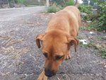 Browny The Shorty - Corgi Mix Dog