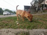 Browny The Shorty - Corgi Mix Dog