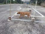 Browny The Shorty - Corgi Mix Dog