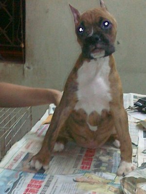 PF58346 - Boxer Dog