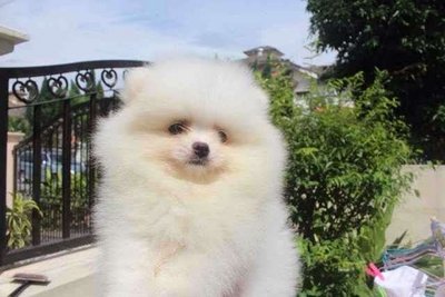 PF58347 - Pomeranian Dog