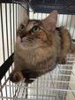 Fat Fat 小肥喵 - Domestic Medium Hair + Birman Cat