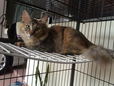 Fat Fat 小肥喵 - Domestic Medium Hair + Birman Cat