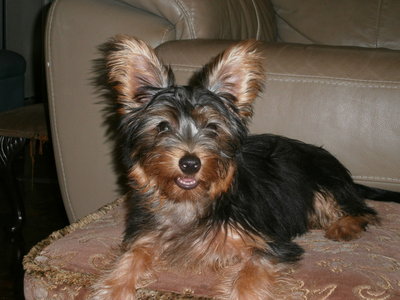 Bobby Bo - Silky Terrier Dog