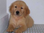 PF58373 - Golden Retriever Dog