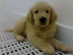 PF58373 - Golden Retriever Dog