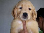 PF58373 - Golden Retriever Dog