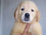 PF58373 - Golden Retriever Dog