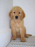 PF58373 - Golden Retriever Dog