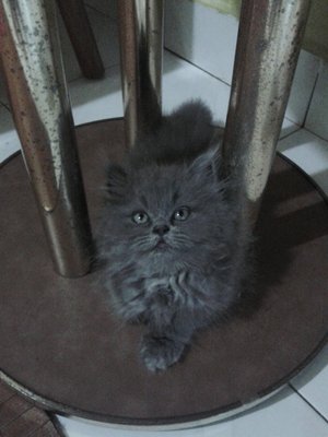 Leo - Persian Cat