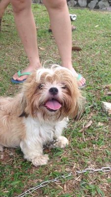 Shih Tzu - Shih Tzu Dog