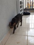 Abu Suffyan - Tabby + Domestic Short Hair Cat