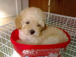 Toy Poodle For Sale - Poodle Dog