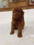 Toy Poodle For Sale - Poodle Dog