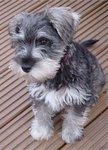 Mini Shaunzer - Schnauzer Dog