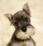 Mini Shaunzer - Schnauzer Dog