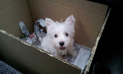 PF58413 - West Highland White Terrier Westie Dog