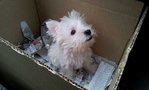 PF58413 - West Highland White Terrier Westie Dog