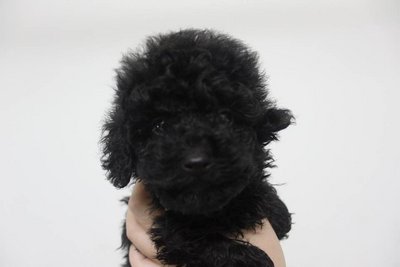 Adorably Tiny Black Toy Poodle - Poodle Dog