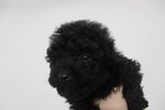 Adorably Tiny Black Toy Poodle - Poodle Dog