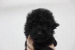 Adorably Tiny Black Toy Poodle - Poodle Dog