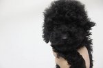 Adorably Tiny Black Toy Poodle - Poodle Dog