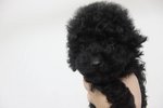 Adorably Tiny Black Toy Poodle - Poodle Dog