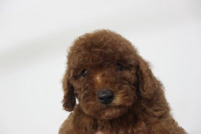 Miniature Super Red Toy Poodle - Poodle Dog