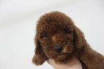 Miniature Super Red Toy Poodle - Poodle Dog