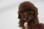 Miniature Super Red Toy Poodle - Poodle Dog