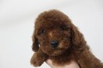 Miniature Super Red Toy Poodle - Poodle Dog