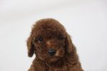 Miniature Super Red Toy Poodle - Poodle Dog