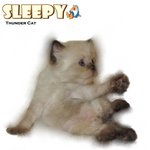 Sleepy - Ragdoll Cat